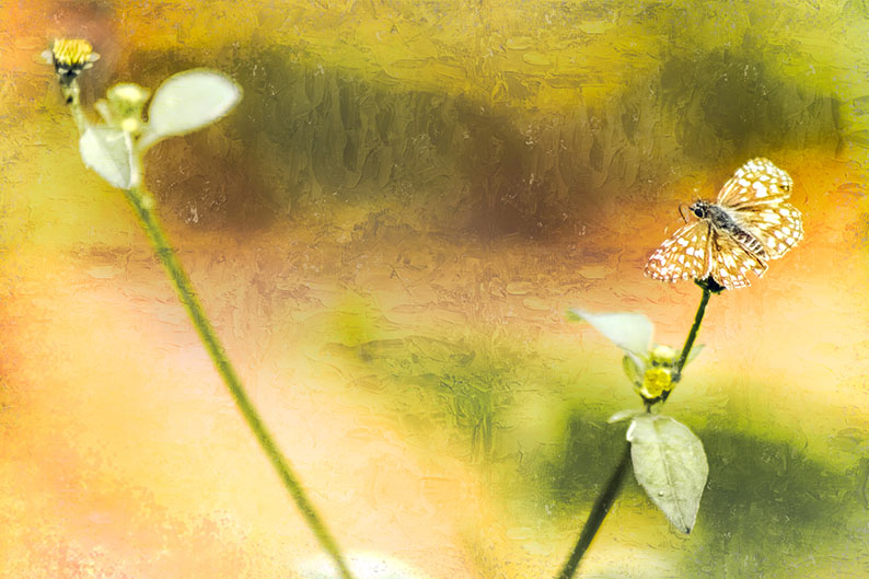 Metamorphose